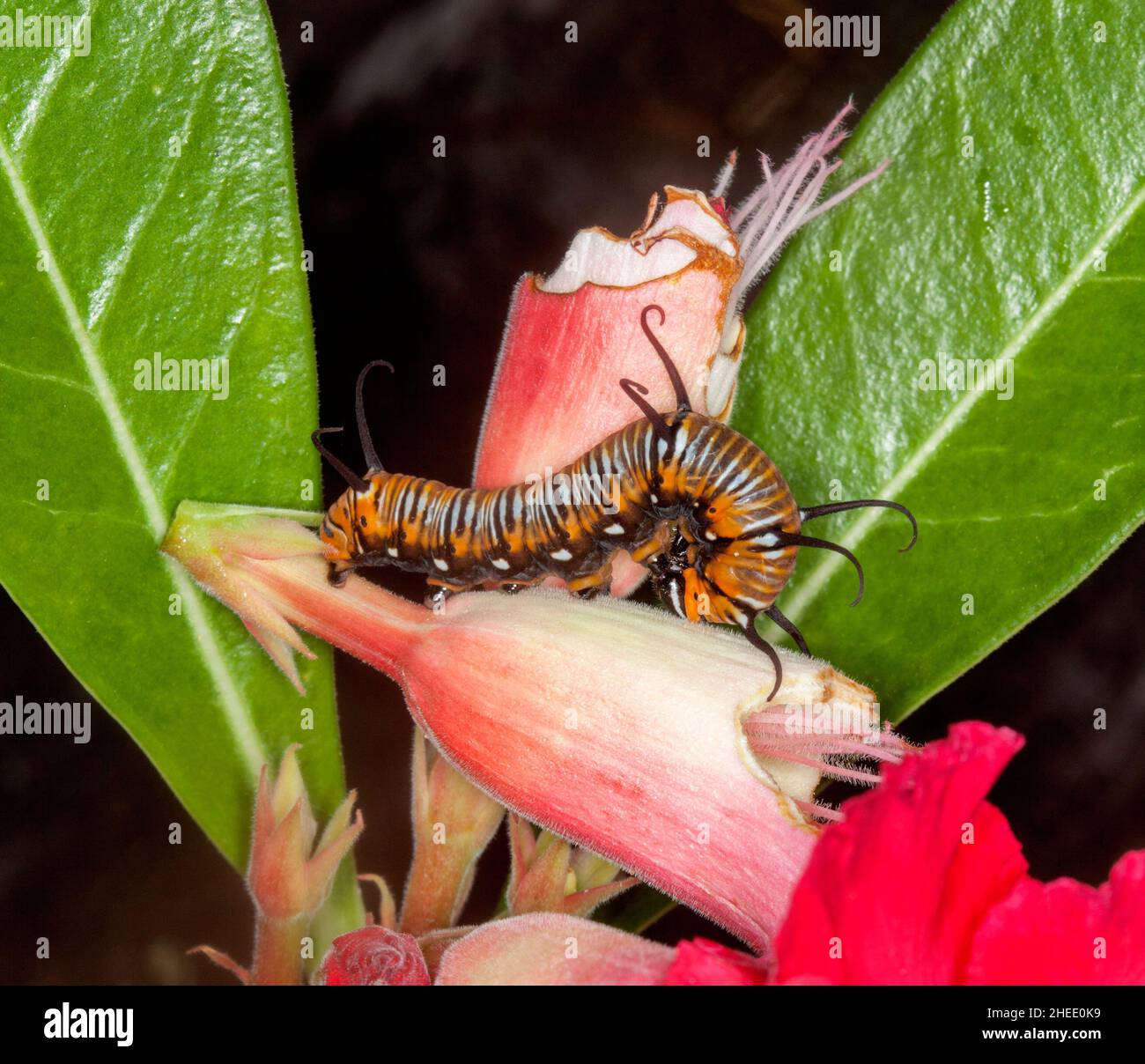 cingolato arancione e nero di farfalla di oleandro, Euploea core corinna, che si nutrono sui fiori rosa di una rosa Adenium / deserto Foto Stock