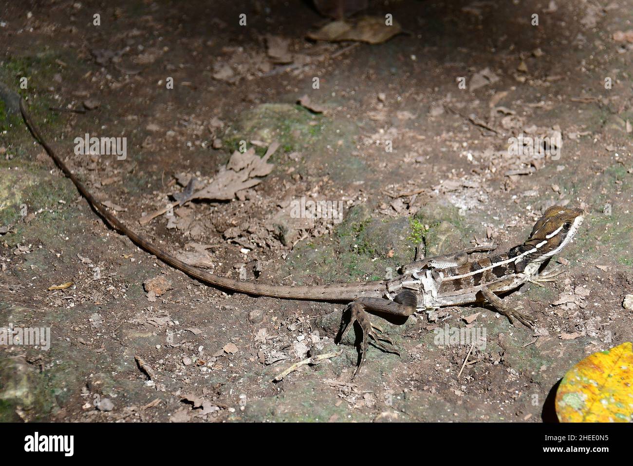 Basilisk marrone, basilisk striata, Streifenbasilisk, Gestreifter Basilisk, Basiliscus vittatus, barna baziliszkusz, Coba, Messico, Nord America Foto Stock