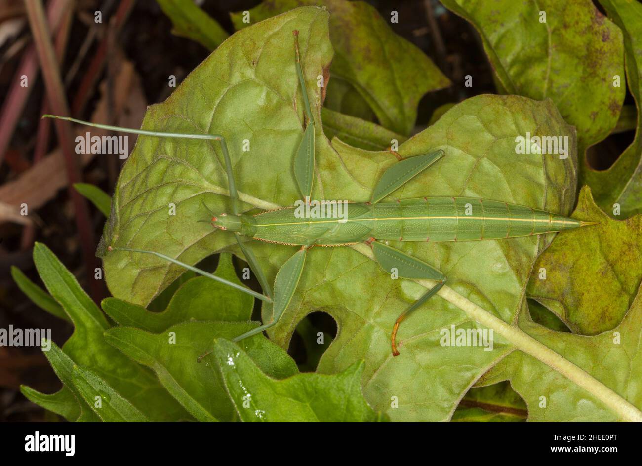 L'insetto del bastone dei bambini, Tropidogerus childrenii, una femmina grande del phasmid verde, bene-mimeted su una foglia verde in un giardino in Australia Foto Stock