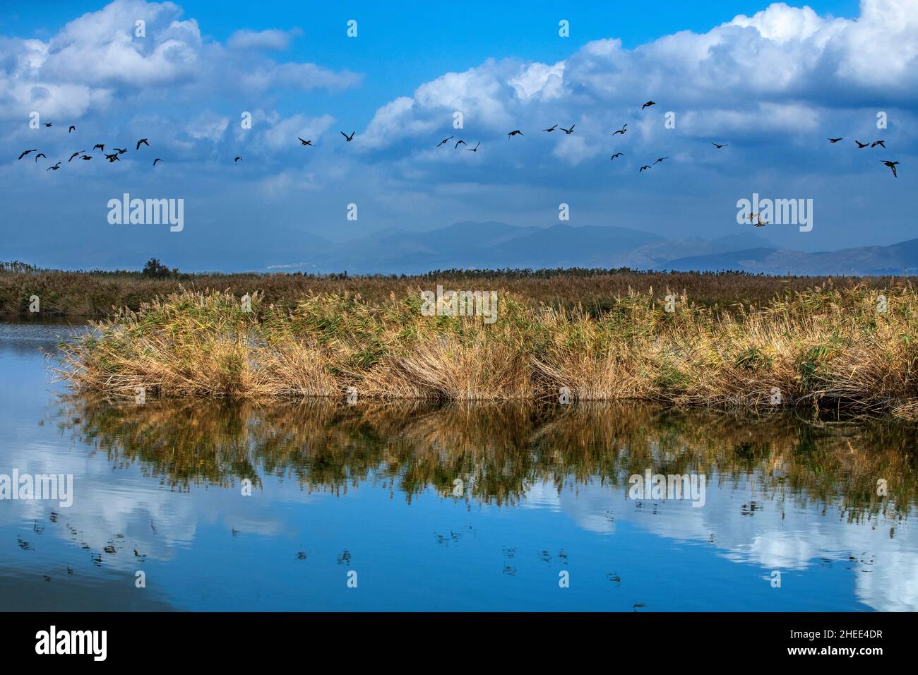 Paludi estese, o marismas e vie d'acqua Parc Natural dels Aiguamolls de l'Emporda Girona Catalunya Spagna Foto Stock