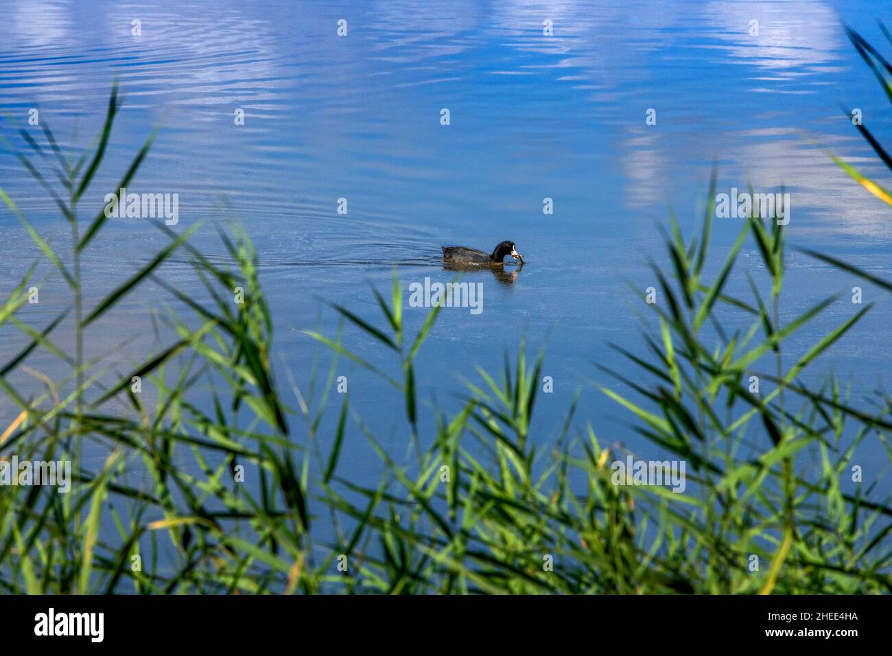 Paludi estese, o marismas e vie d'acqua Parc Natural dels Aiguamolls de l'Emporda Girona Catalunya Spagna Foto Stock