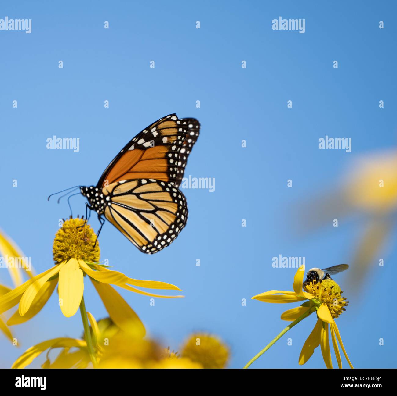Farfalla Monarch e bumblebee su fiori gialli sullo sfondo blu cielo. Foto Stock