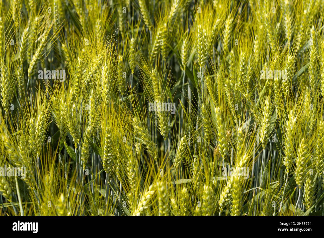Questa foto di paesaggio è stata scattata in Europa, in Francia, in Isere, nelle Alpi, in estate. Vediamo le orecchie di grano nella campagna francese, sotto la S Foto Stock