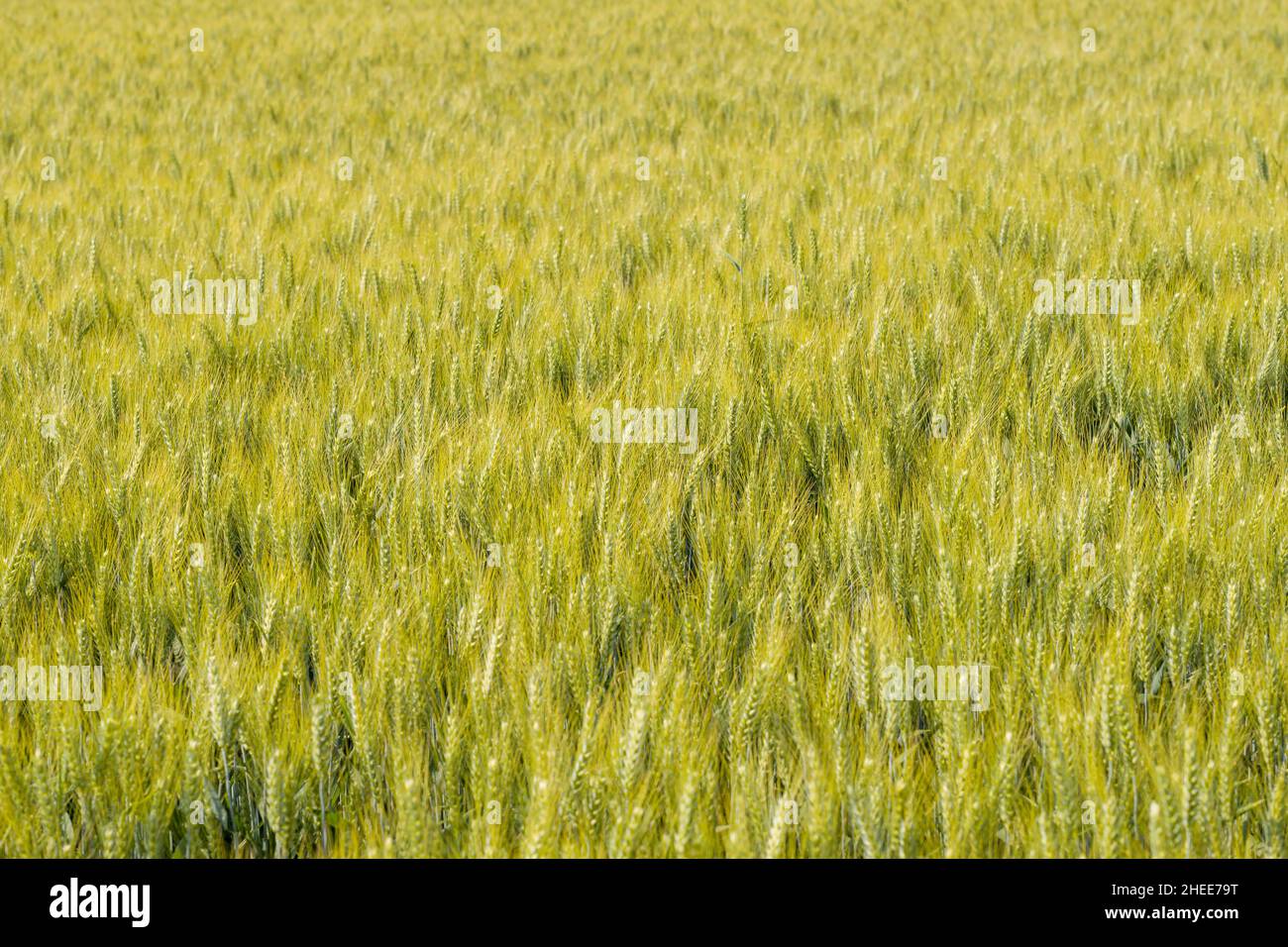 Questa foto di paesaggio è stata scattata in Europa, in Francia, in Isere, nelle Alpi, in estate. Vediamo le orecchie di grano nella campagna francese, sotto la S Foto Stock