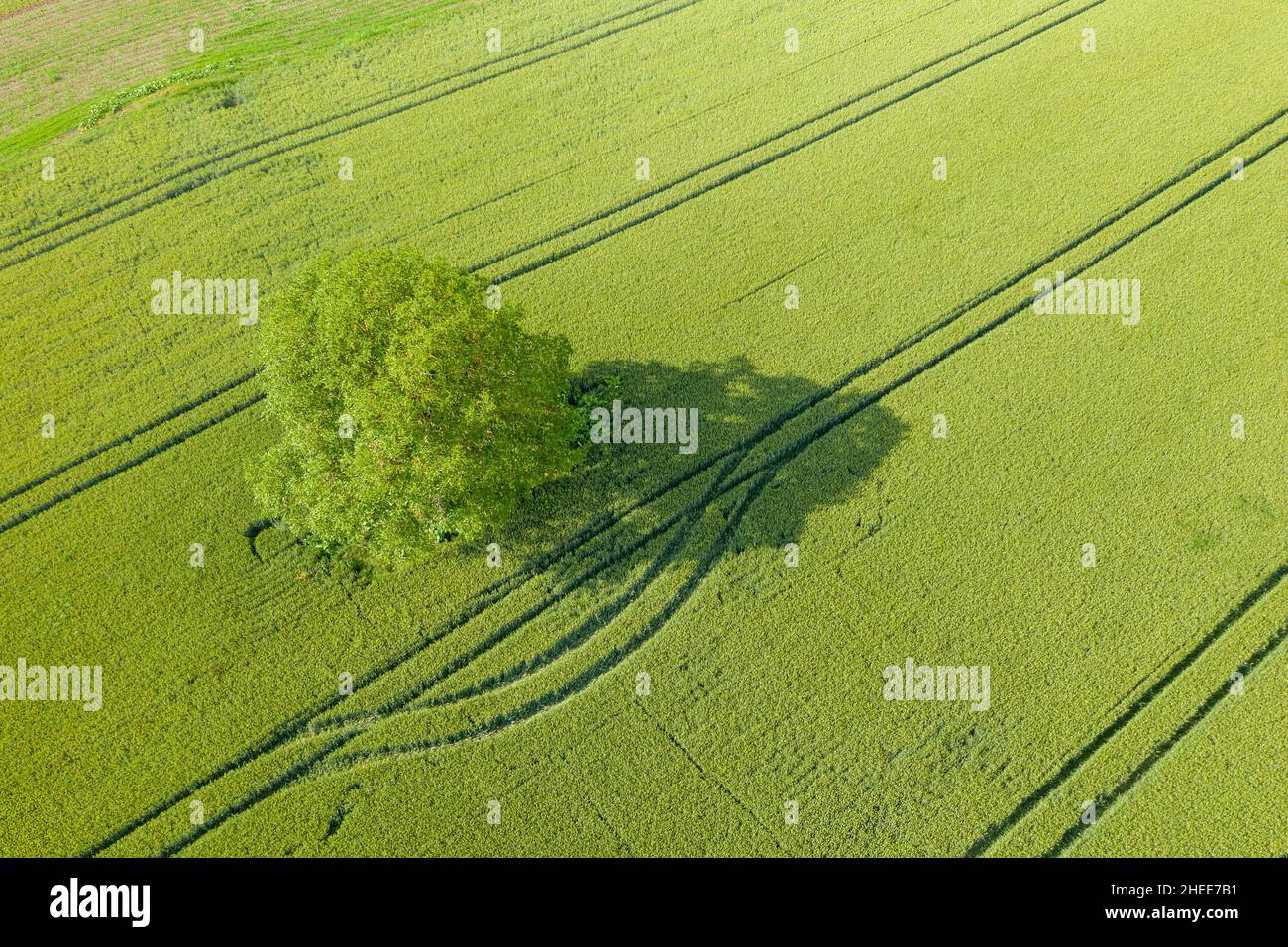 Questa foto di paesaggio è stata scattata in Europa, in Francia, in Isere, nelle Alpi, in estate. Vediamo un albero nel mezzo di campi di grano verde, sotto il su Foto Stock