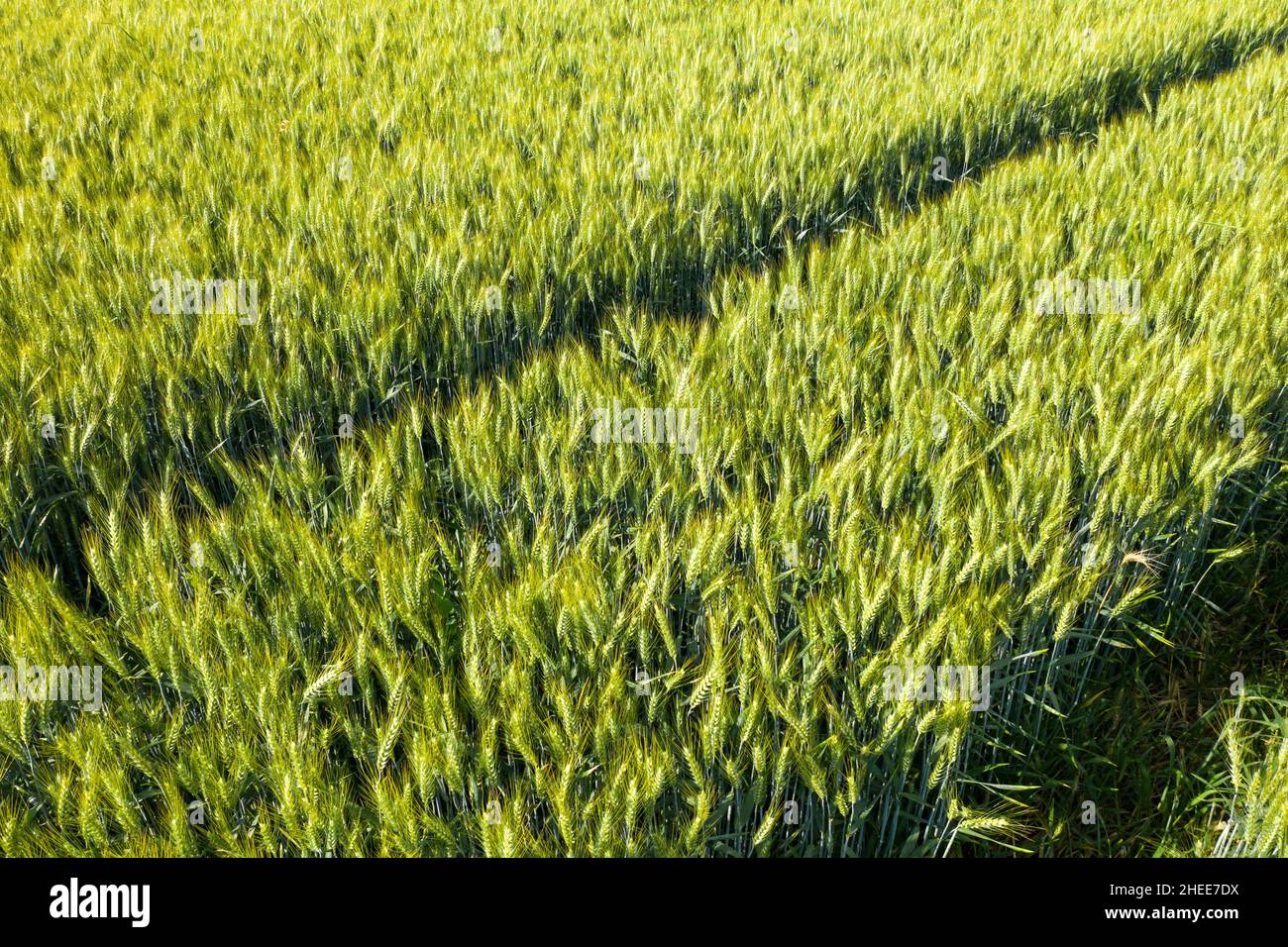 Questa foto di paesaggio è stata scattata in Europa, in Francia, in Isere, nelle Alpi, in estate. Vediamo i cingoli di un trattore in un campo di grano verde, sotto a. Foto Stock