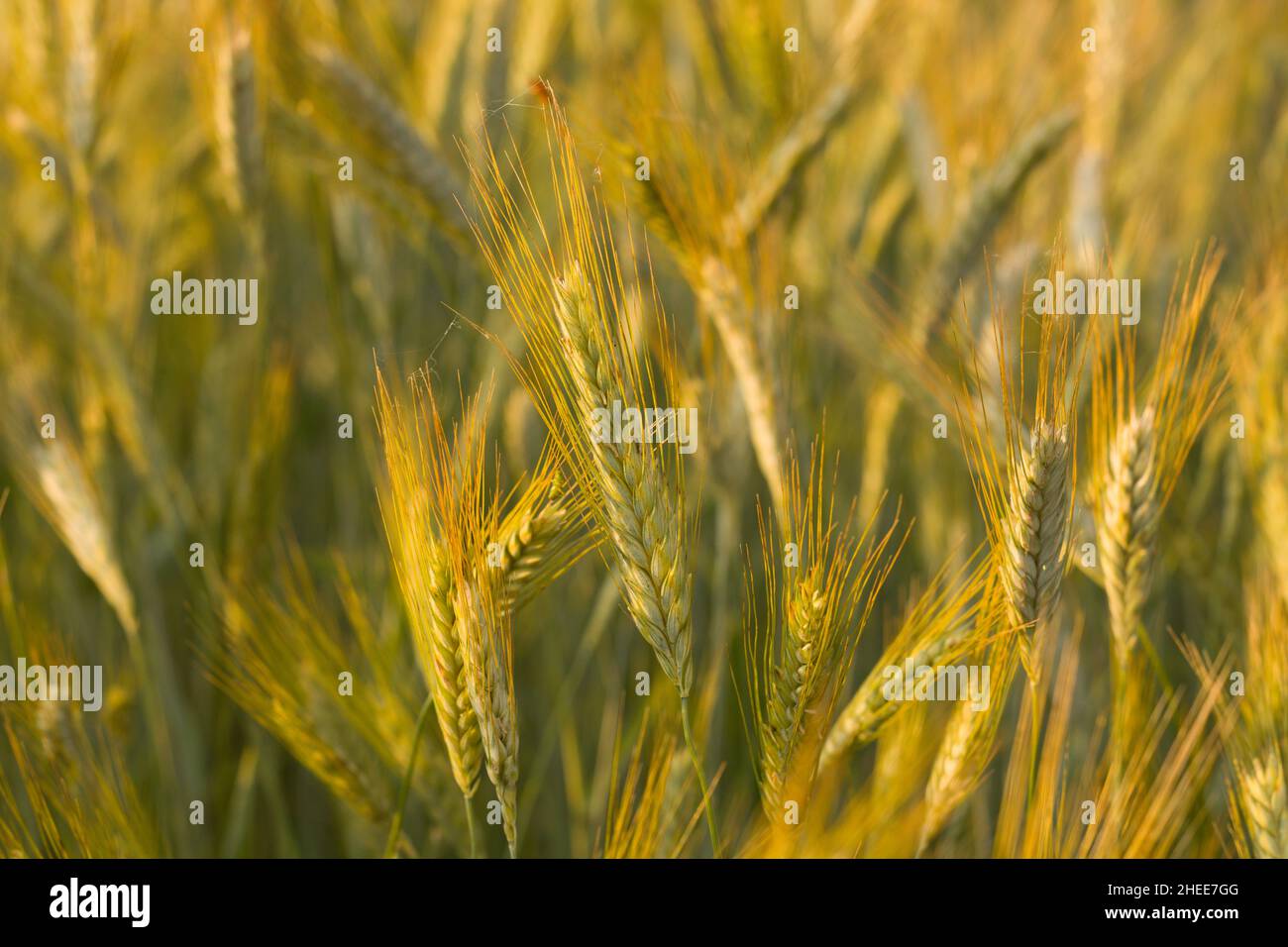 Questa foto di paesaggio è stata scattata in Europa, in Francia, in Isere, nelle Alpi, in estate. Vediamo le orecchie di grano nella campagna francese al tramonto. Foto Stock