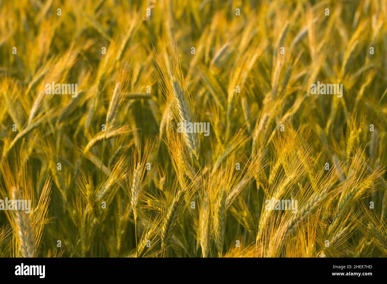Questa foto di paesaggio è stata scattata in Europa, in Francia, in Isere, nelle Alpi, in estate. Vediamo le orecchie di grano nella campagna francese al tramonto. Foto Stock