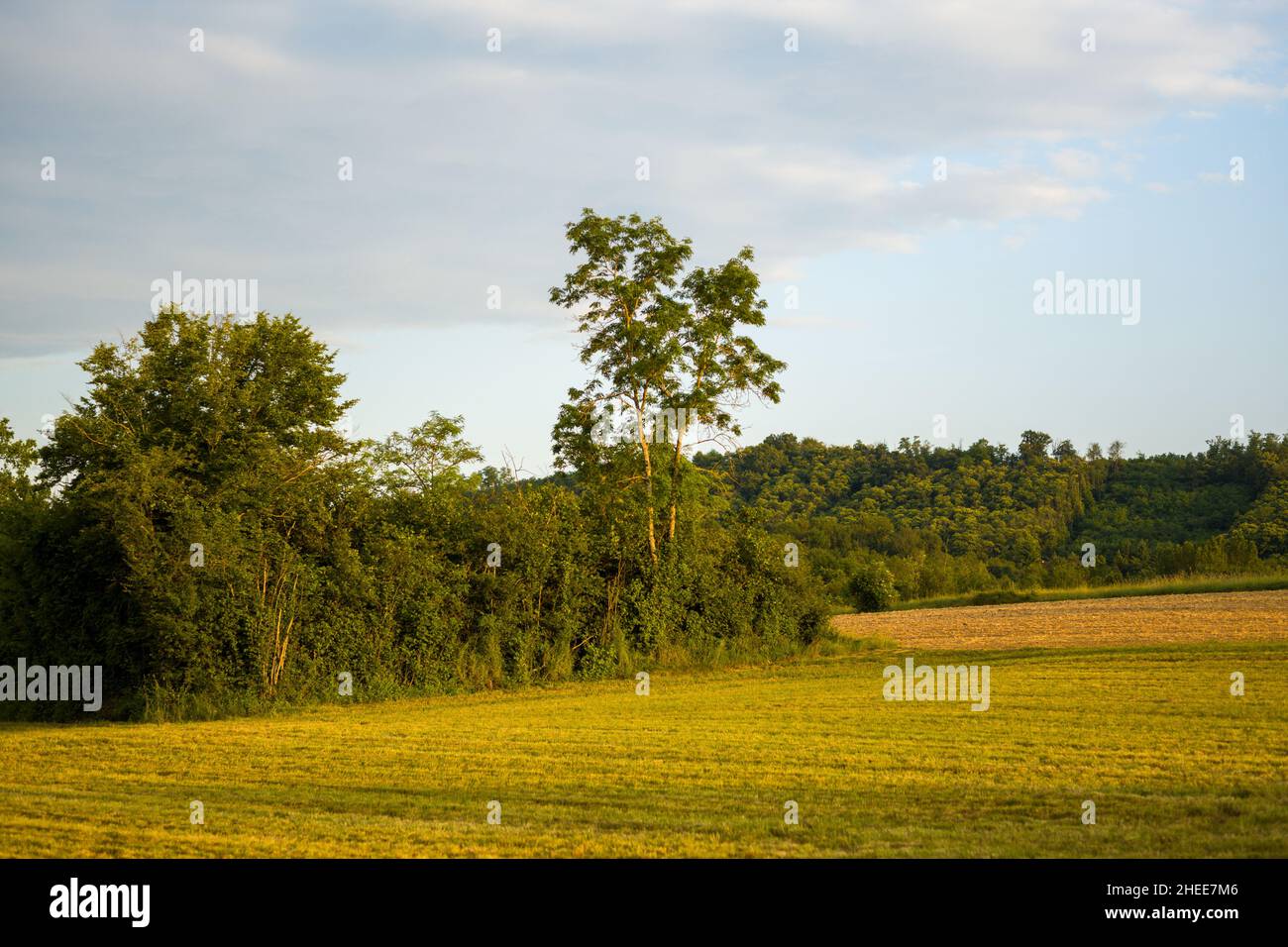 Questa foto di paesaggio è stata scattata in Europa, in Francia, in Isere, nelle Alpi, in estate. Vediamo un boschetto di alberi ai margini dei campi di grano al tramonto. Foto Stock