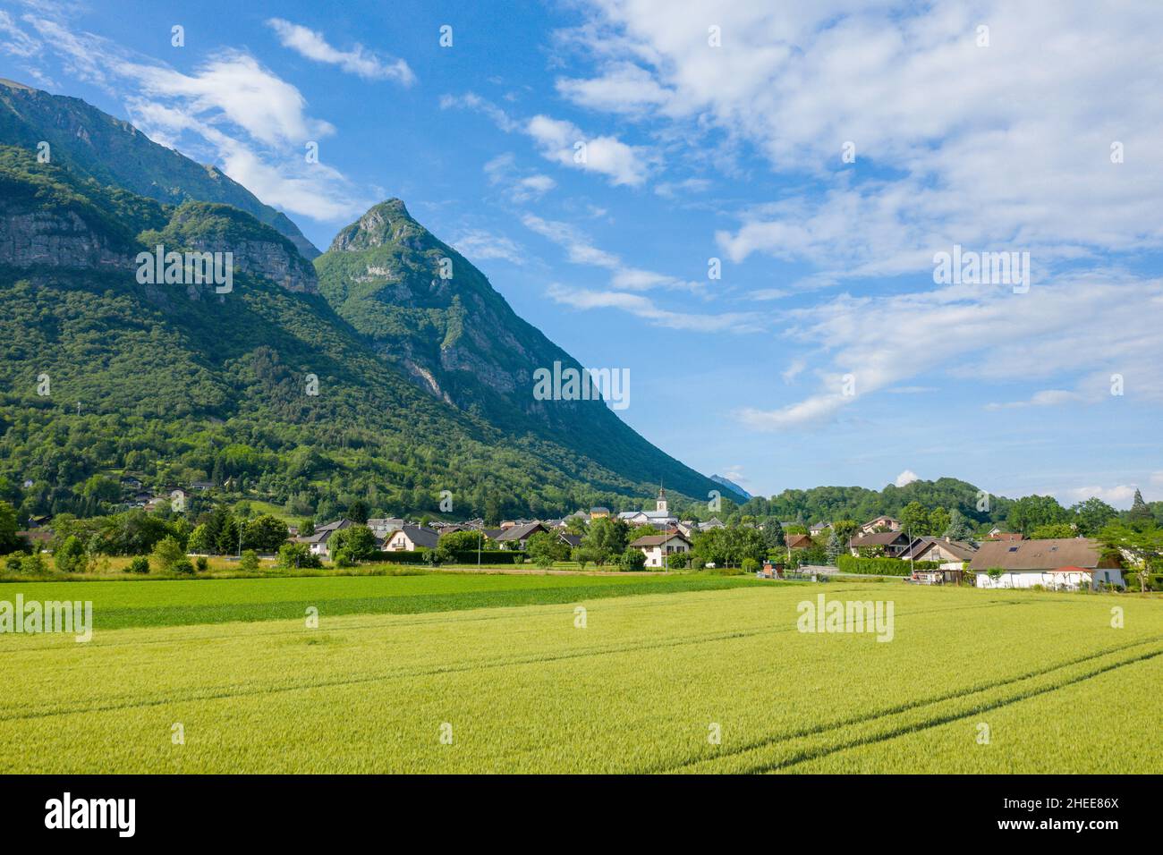 Questa foto di paesaggio è stata scattata in Europa, in Francia, in Isere, nelle Alpi, in estate. Vediamo i campi di grano verde intorno alla città di Gresy sur Iser Foto Stock