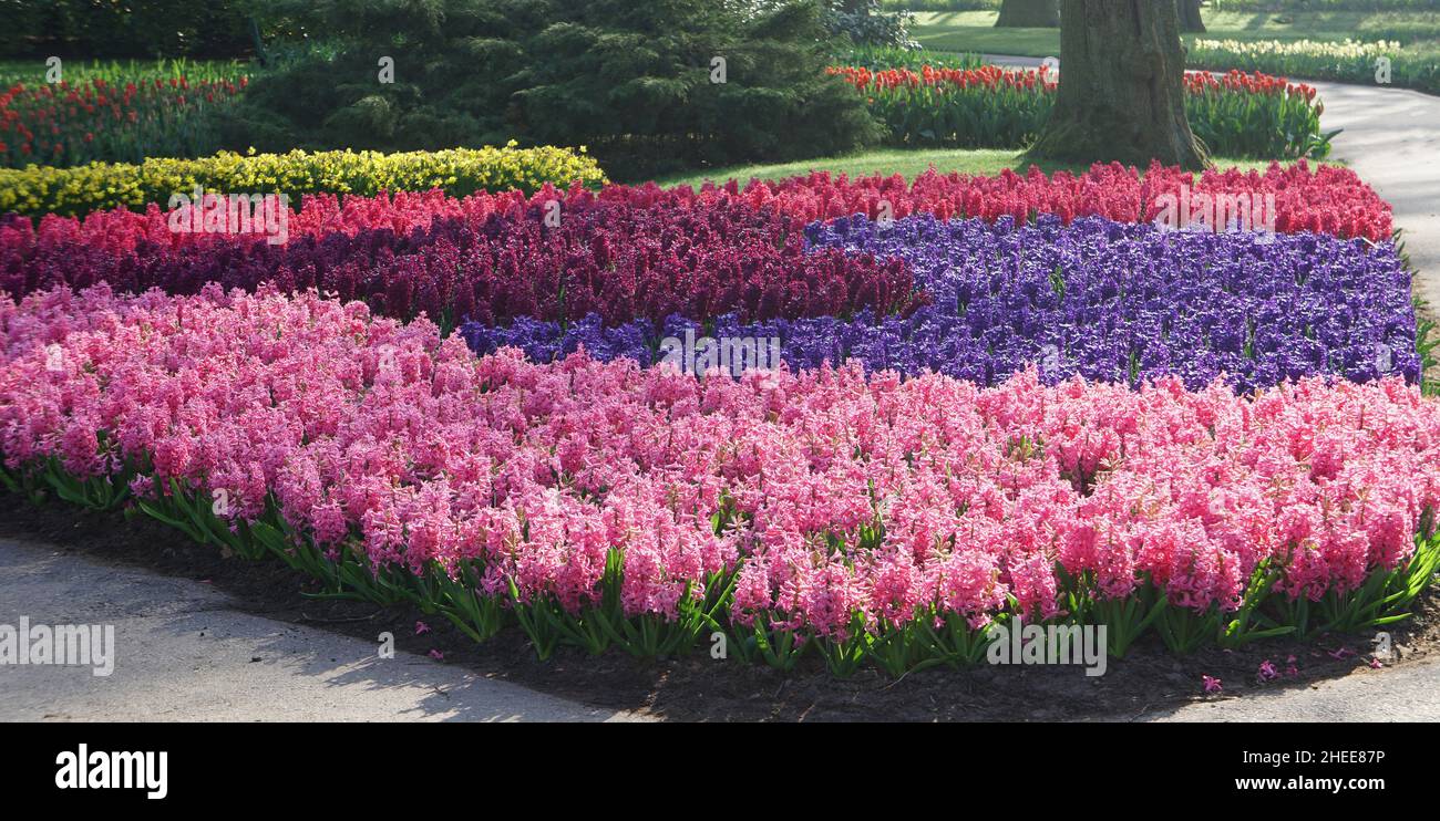 Hyancinth in rosa e viola combinazione di colore nei Giardini Keukenhof, Paesi Bassi. Tulipani rossi e naffodils gialli sullo sfondo. Foto Stock