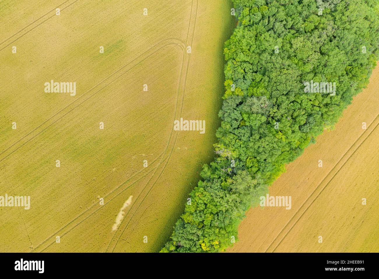 Questa foto di paesaggio è stata scattata in Europa, Francia, Borgogna, Nievre, in estate. Vediamo una foresta in mezzo ai campi di grano, sotto il Sole. Foto Stock