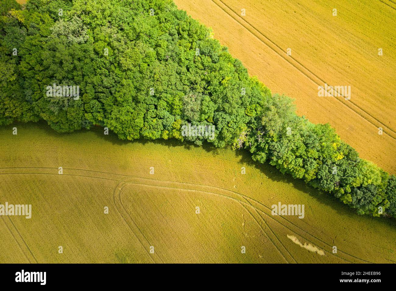 Questa foto di paesaggio è stata scattata in Europa, Francia, Borgogna, Nievre, in estate. Vediamo un boschetto con alberi verdi in mezzo ai campi di grano, sotto il Th Foto Stock