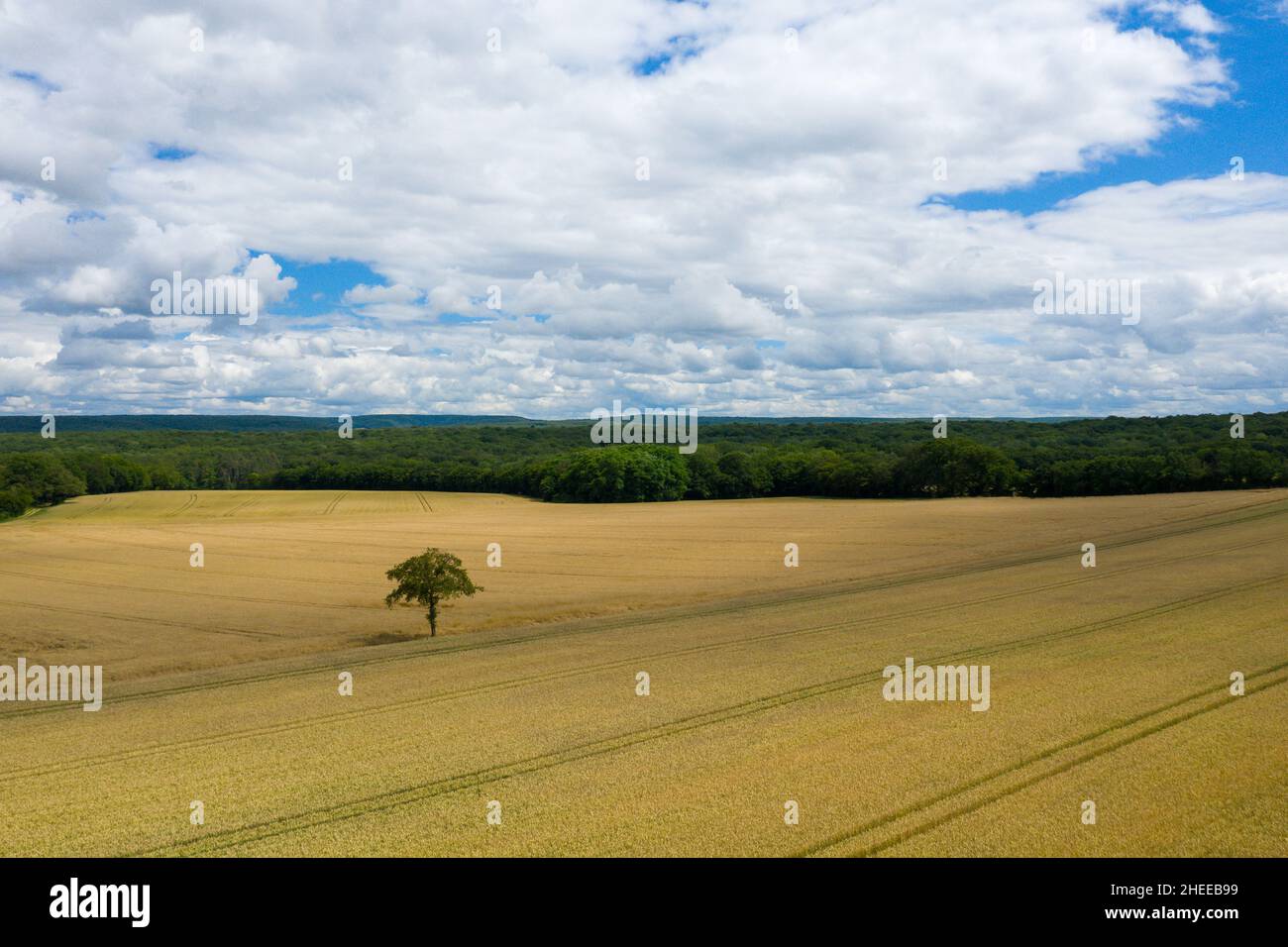 Questa foto di paesaggio è stata scattata in Europa, Francia, Borgogna, Nievre, in estate. Vediamo un albero nel mezzo di campi di grano nella campagna francese, Foto Stock