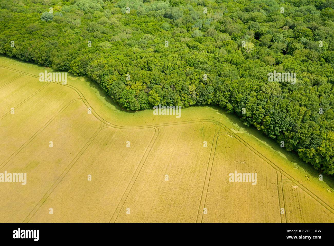 Questa foto di paesaggio è stata scattata in Europa, Francia, Borgogna, Nievre, in estate. Vediamo un campo di grano e una foresta verde, sotto il Sole. Foto Stock