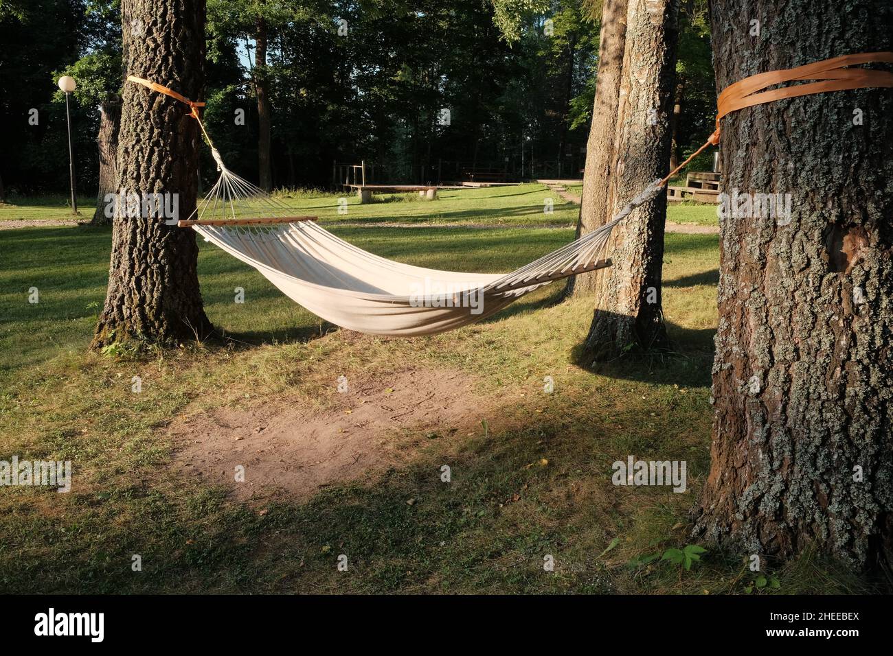 Amaca appesa tra gli alberi nella splendida foresta in estate giorno di sole. Foto senza persone. Foto Stock