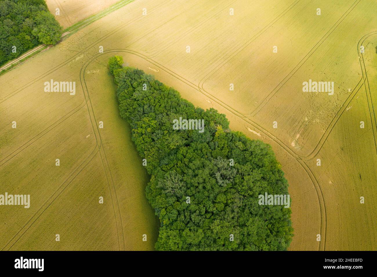 Questa foto di paesaggio è stata scattata in Europa, Francia, Borgogna, Nievre, in estate. Vediamo una foresta all'avvicinarsi di un campo di grano, sotto il Sole. Foto Stock