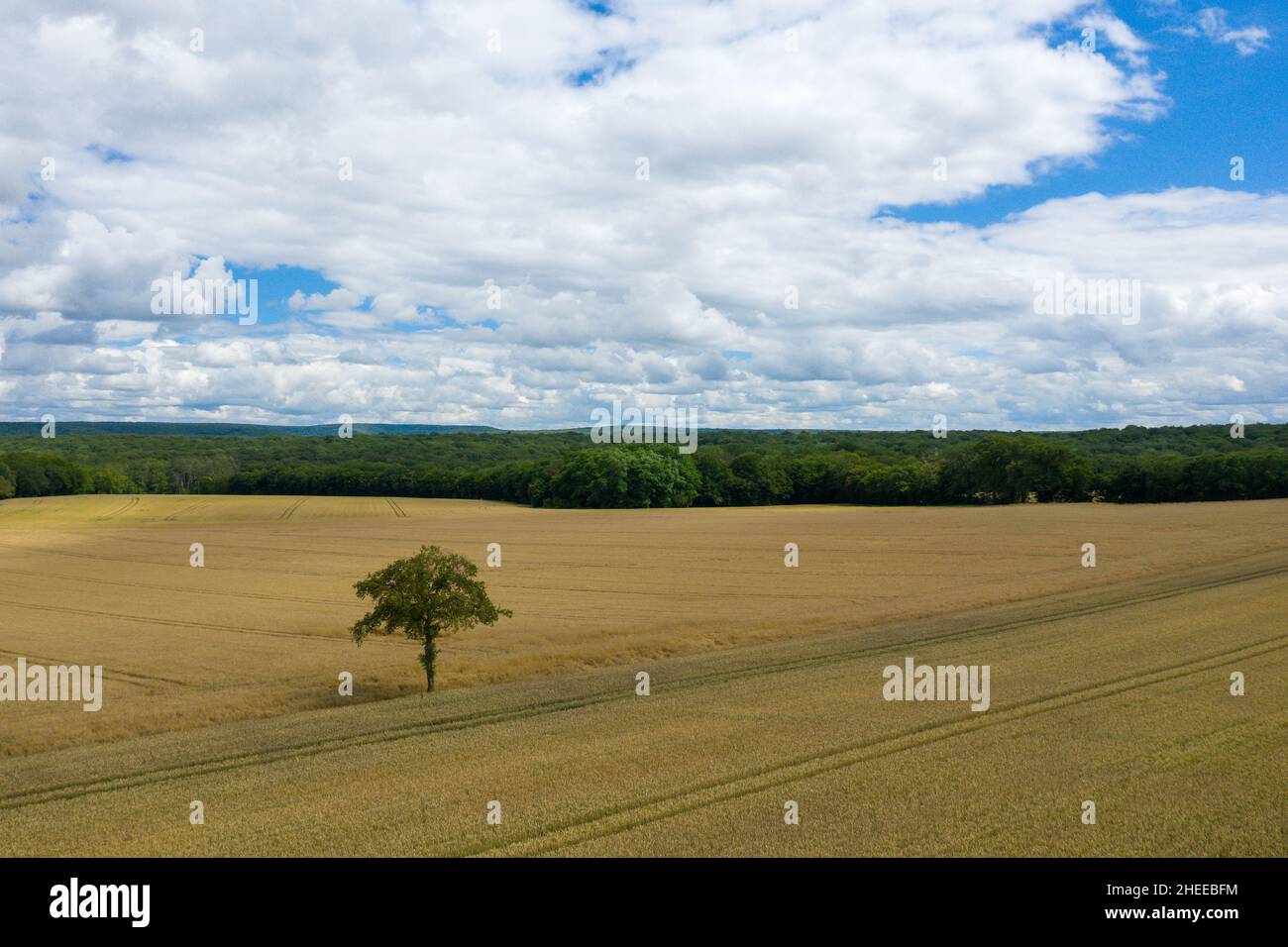 Questa foto di paesaggio è stata scattata in Europa, Francia, Borgogna, Nievre, in estate. Vediamo la campagna francese con un albero in un campo di grano, sotto la S Foto Stock