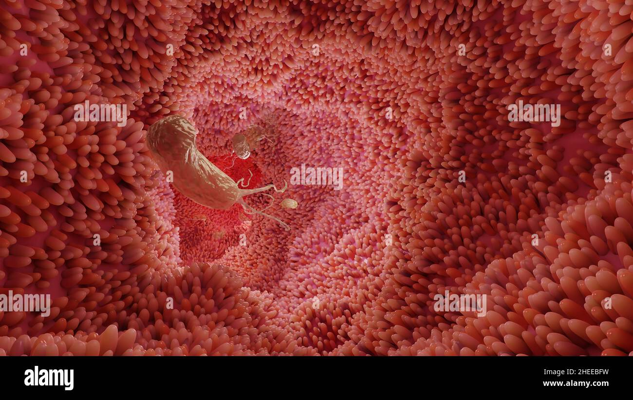 Superficie dei microvilli dell'apparato digerente, villi intestinali con batteri e virus. Villi microscopici, capillari per digestione e assorbimento Foto Stock