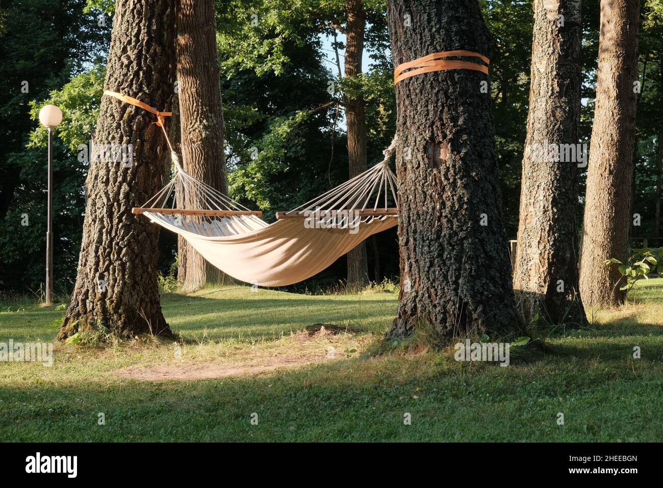 Amaca appesa tra gli alberi nella splendida foresta in estate giorno di sole. Foto senza persone. Foto Stock