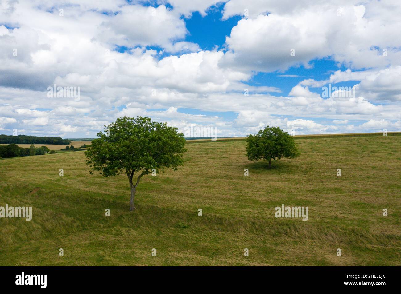 Questa foto di paesaggio è stata scattata in Europa, Francia, Borgogna, Nievre, in estate. Vediamo gli alberi verdi nel mezzo di un campo, sotto il Sole. Foto Stock