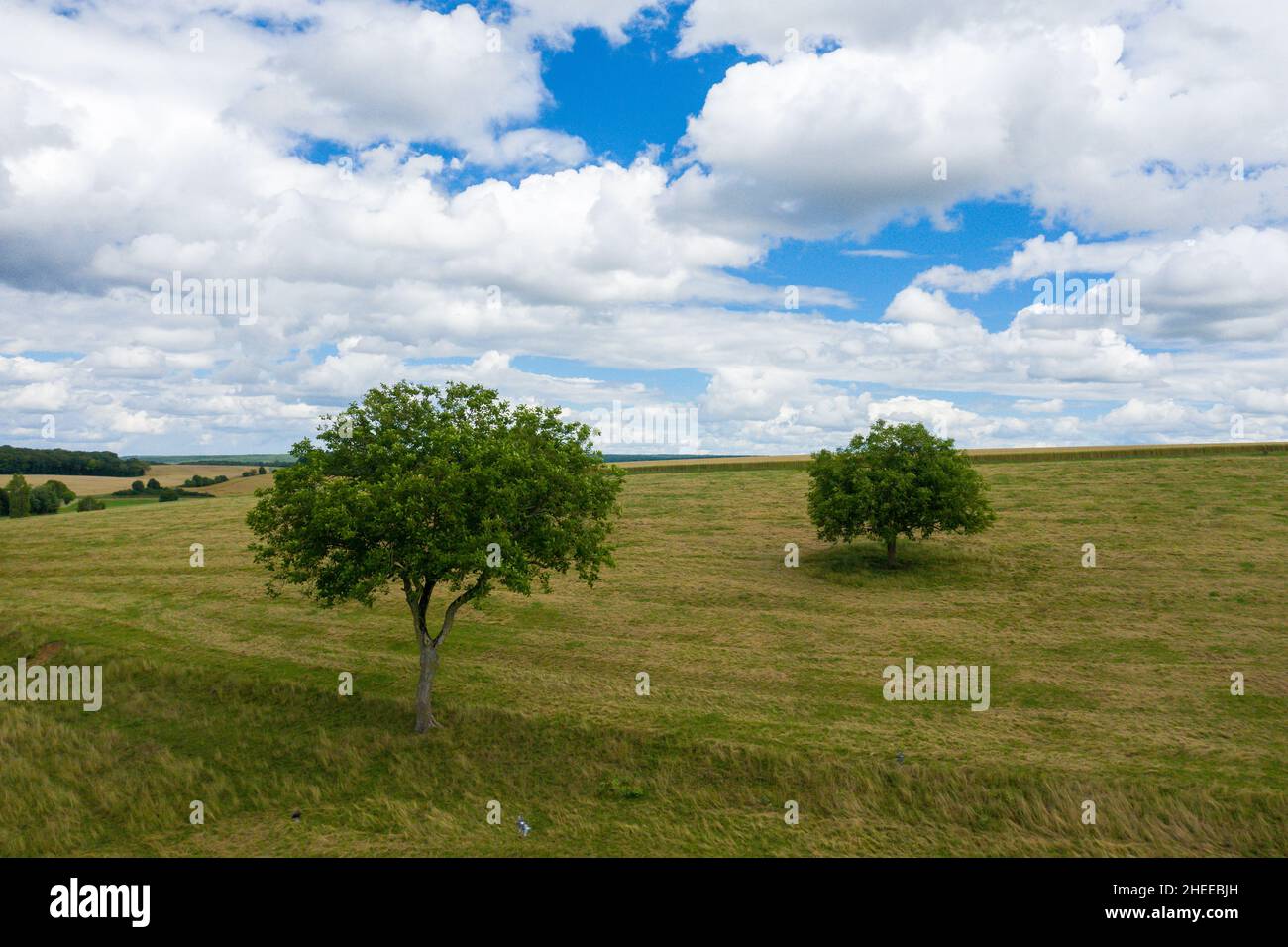 Questa foto di paesaggio è stata scattata in Europa, Francia, Borgogna, Nievre, in estate. Vediamo alberi nel mezzo di un prato arido nella campagna francese, Foto Stock
