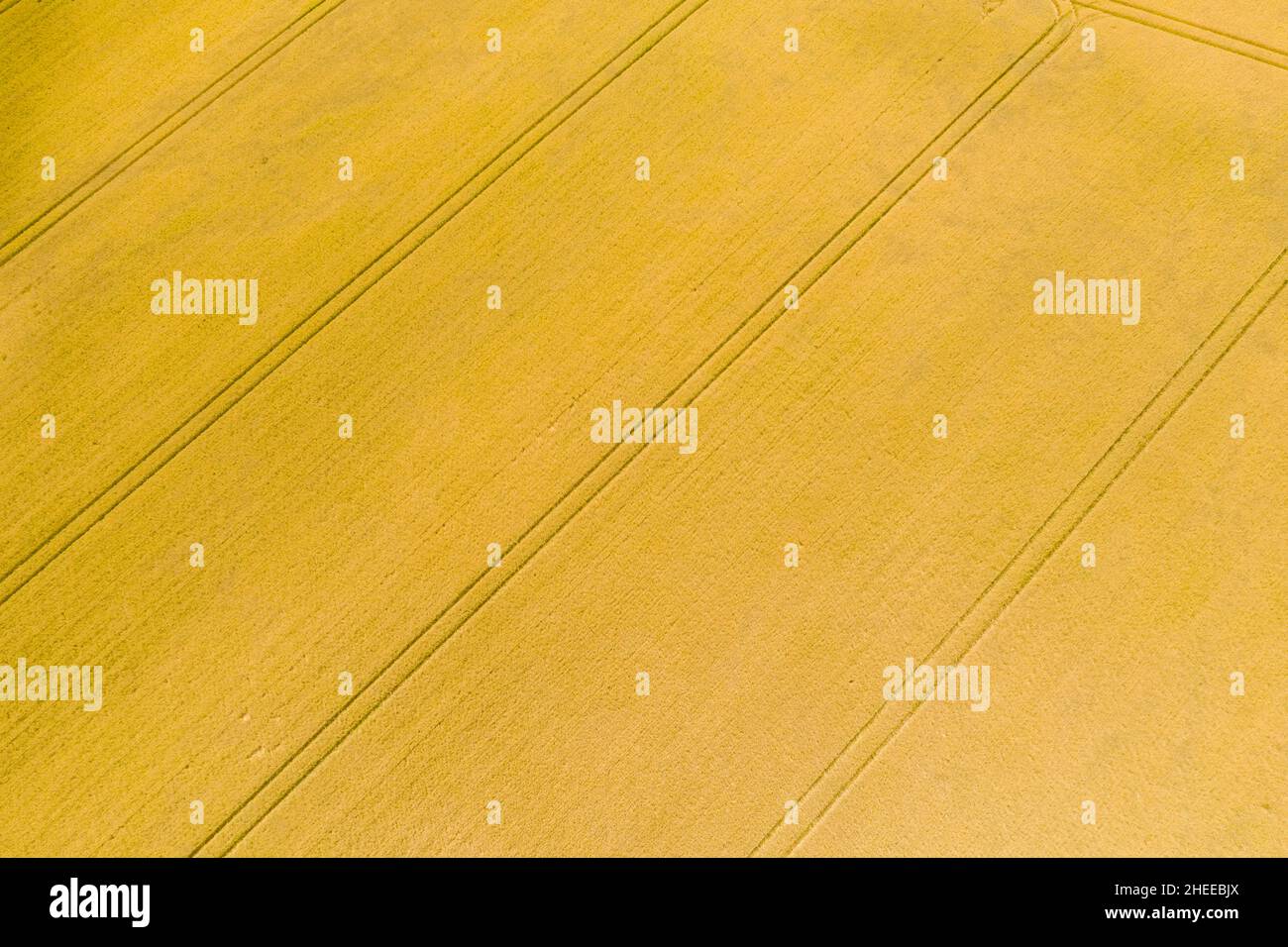 Questa foto di paesaggio è stata scattata in Europa, Francia, Borgogna, Nievre, in estate. Vediamo un campo di grano dopo il raccolto, sotto il Sole. Foto Stock