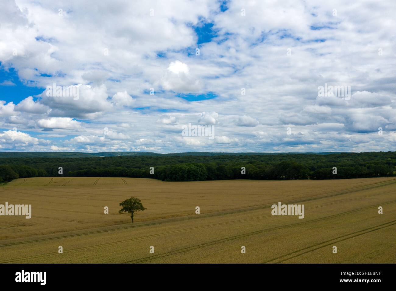 Questa foto di paesaggio è stata scattata in Europa, Francia, Borgogna, Nievre, in estate. Vediamo un albero nel mezzo di campi di grano nella campagna francese, Foto Stock