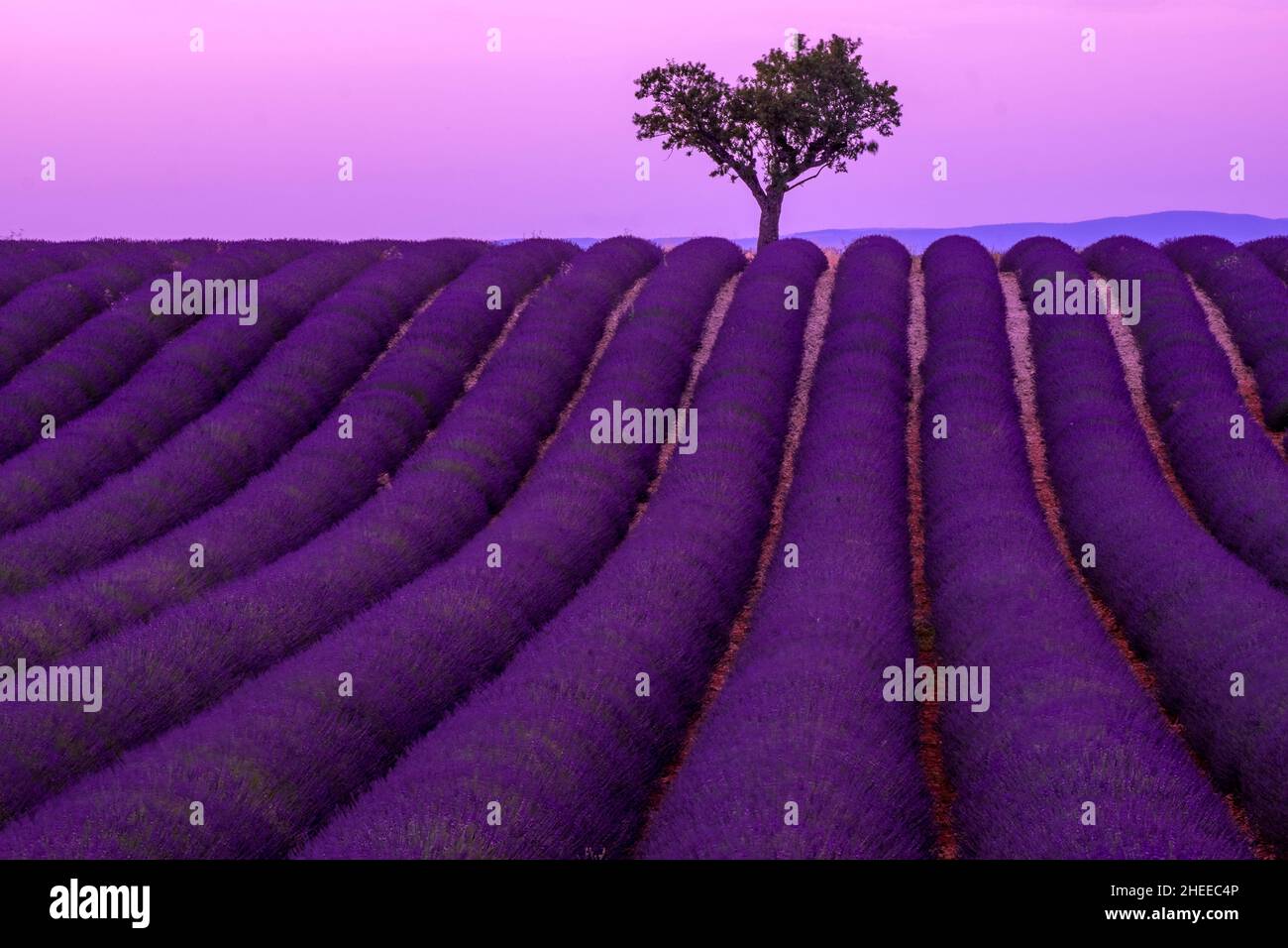 Campo di lavanda. Estate in Provenza. Foto Stock