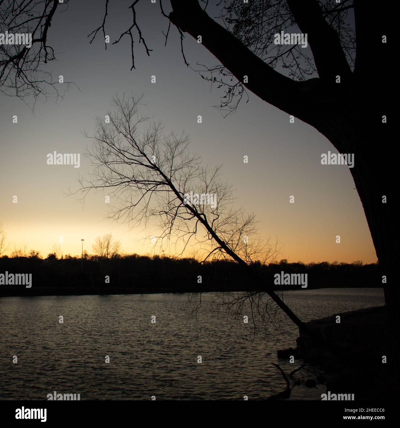 Silhouette di alberi all'ora d'oro con vista sul lago Ontario. Foto Stock