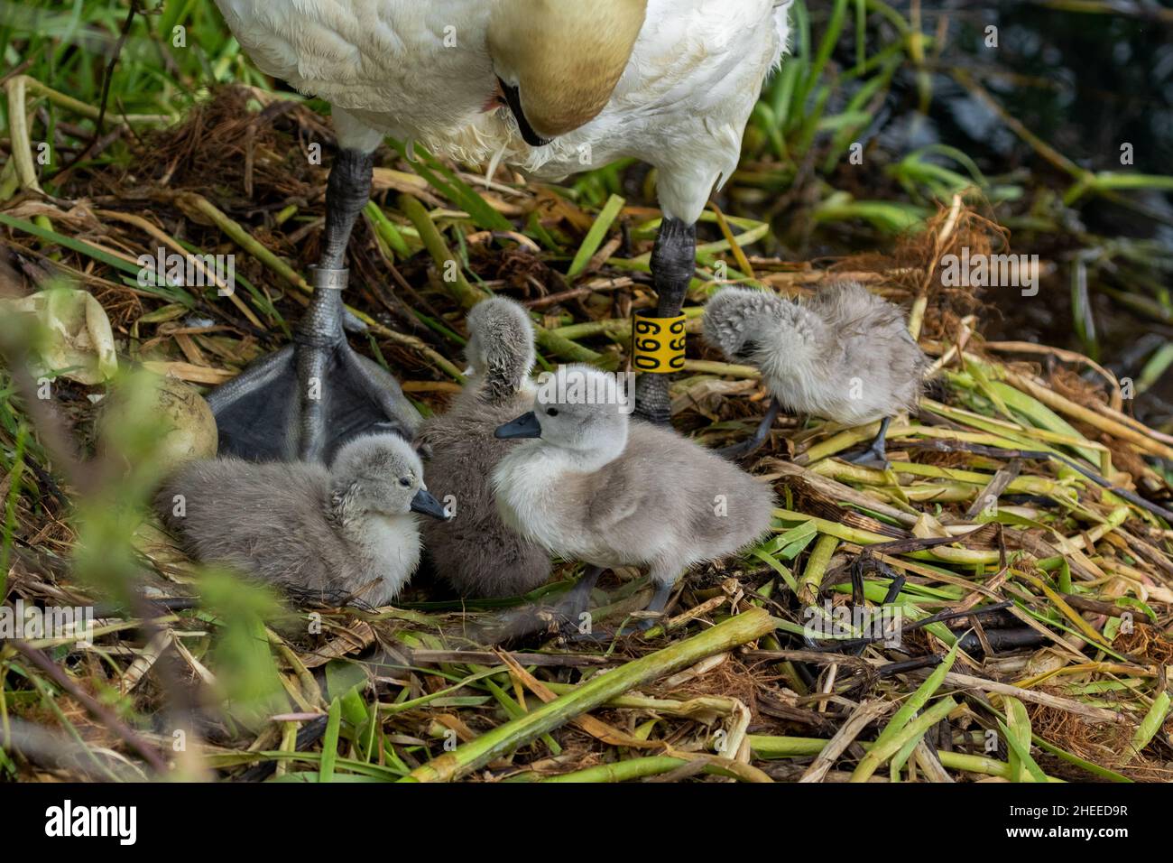 Un cigno muto femminile (COB) con i suoi cigneti su un nido di cigno. Cygnus olor. Foto Stock