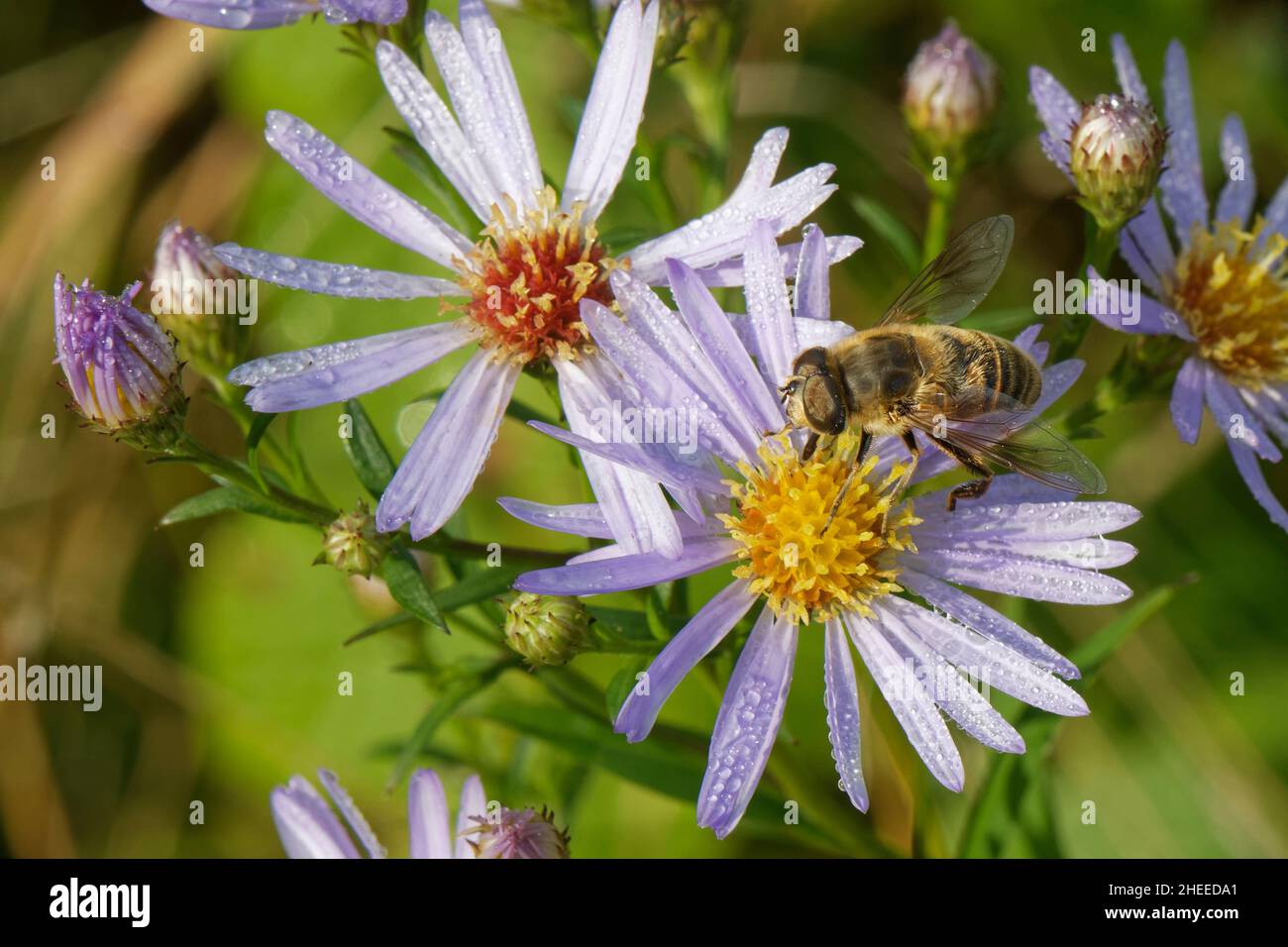 Hoverfly / Drone volare (Eristalis tenax) nectaring su Michaelmas Daisy (Aster x salignus) fiori in una spiaggia di sabbia costiera dune slack, Kenfig NNR, Galles, Regno Unito. Foto Stock