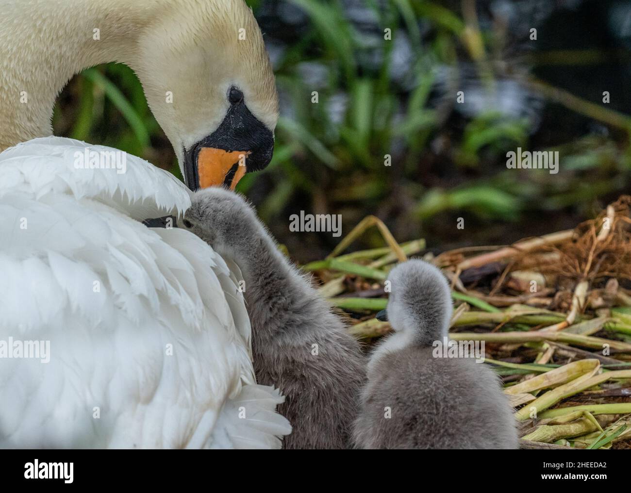 Un cigno muto femminile (pannocchia) con i suoi cigneti. Cygnus olor. Foto Stock