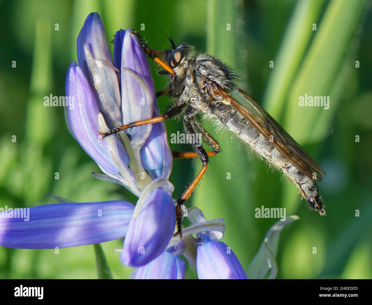 Il rapinatore pied-winged vola (Pamponerus germanicus), una specie nazionale scarsa di dune di sabbia costiere, in piedi su un Bluebell, Kenfig NNR, Galles, Regno Unito, maggio Foto Stock