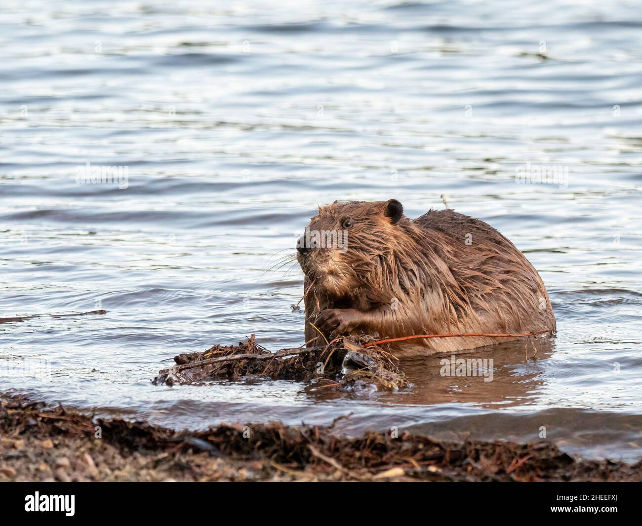 Un castore nordamericano adulto, Castor canadensis, lungo la riva del Grand Teton National Park, Wyoming. Foto Stock