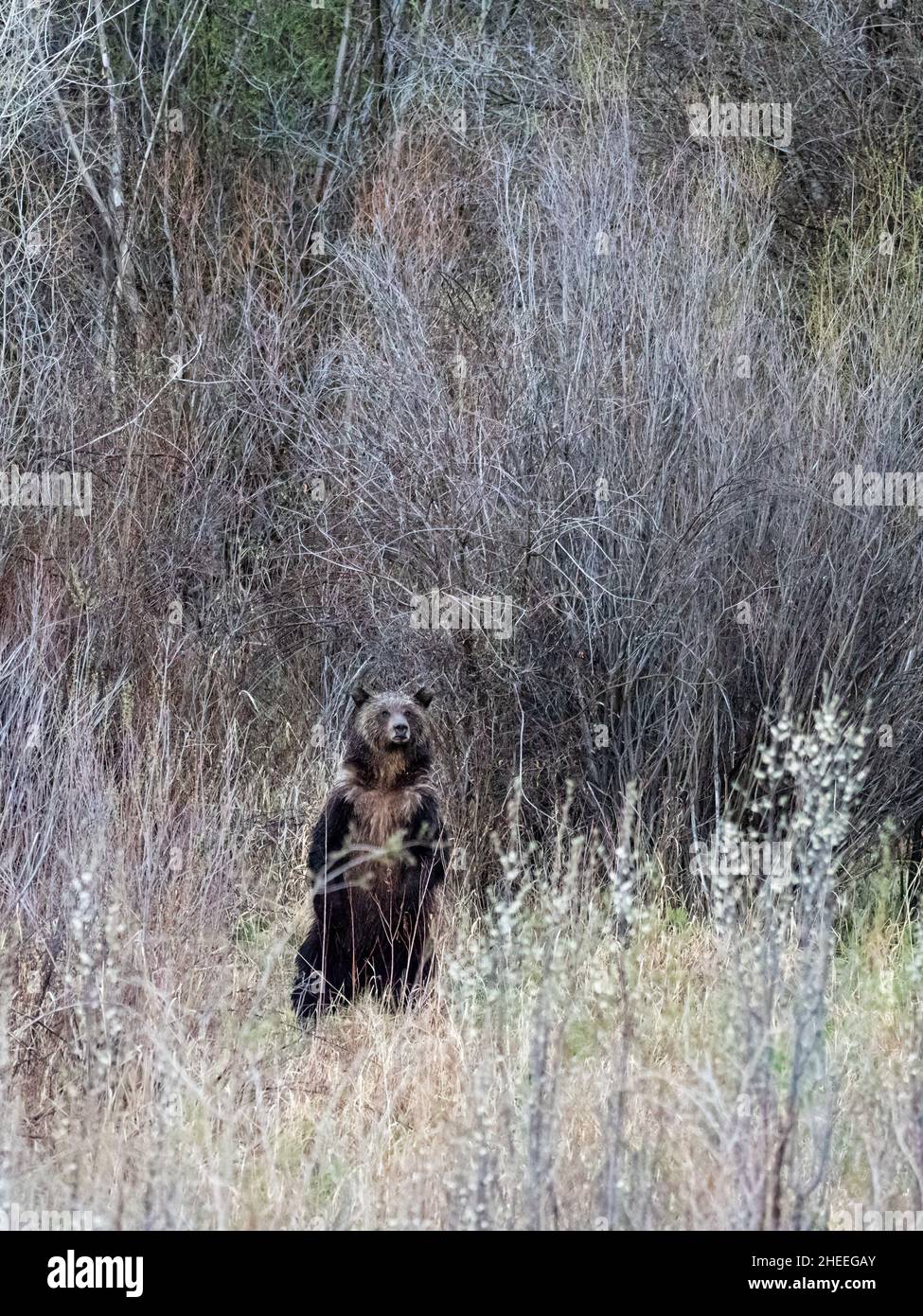 Un giovane orso grizzly, Ursus arctos, in piedi sulle sue gambe posteriori vicino al Parco Nazionale di Yellowstone, Wyoming. Foto Stock