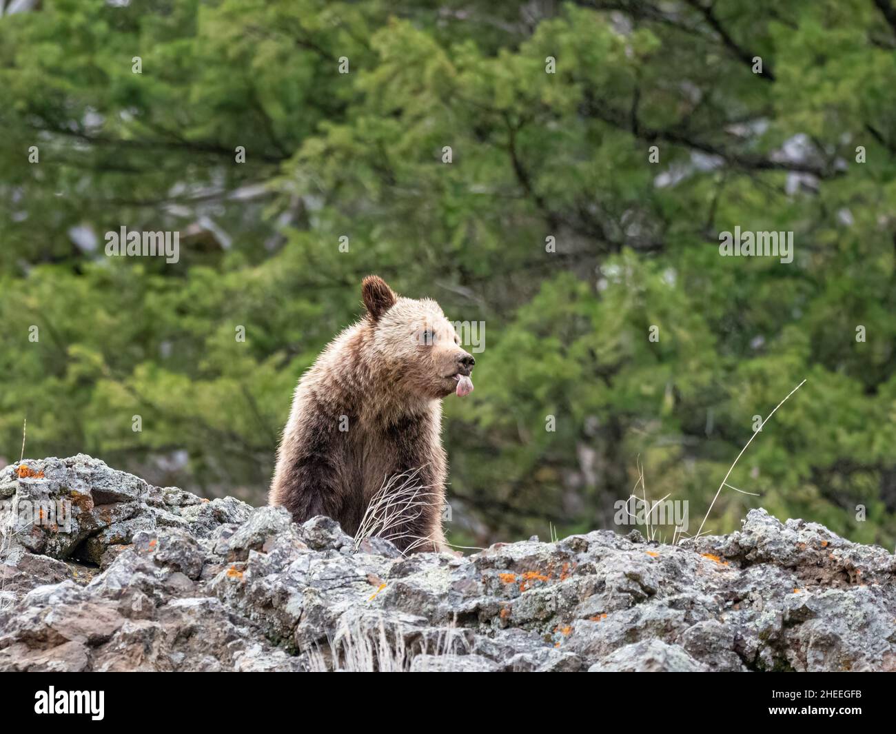 Un giovane orso grizzly, Ursus arctos, in piedi su una collina vicino al Parco Nazionale di Yellowstone, Wyoming. Foto Stock