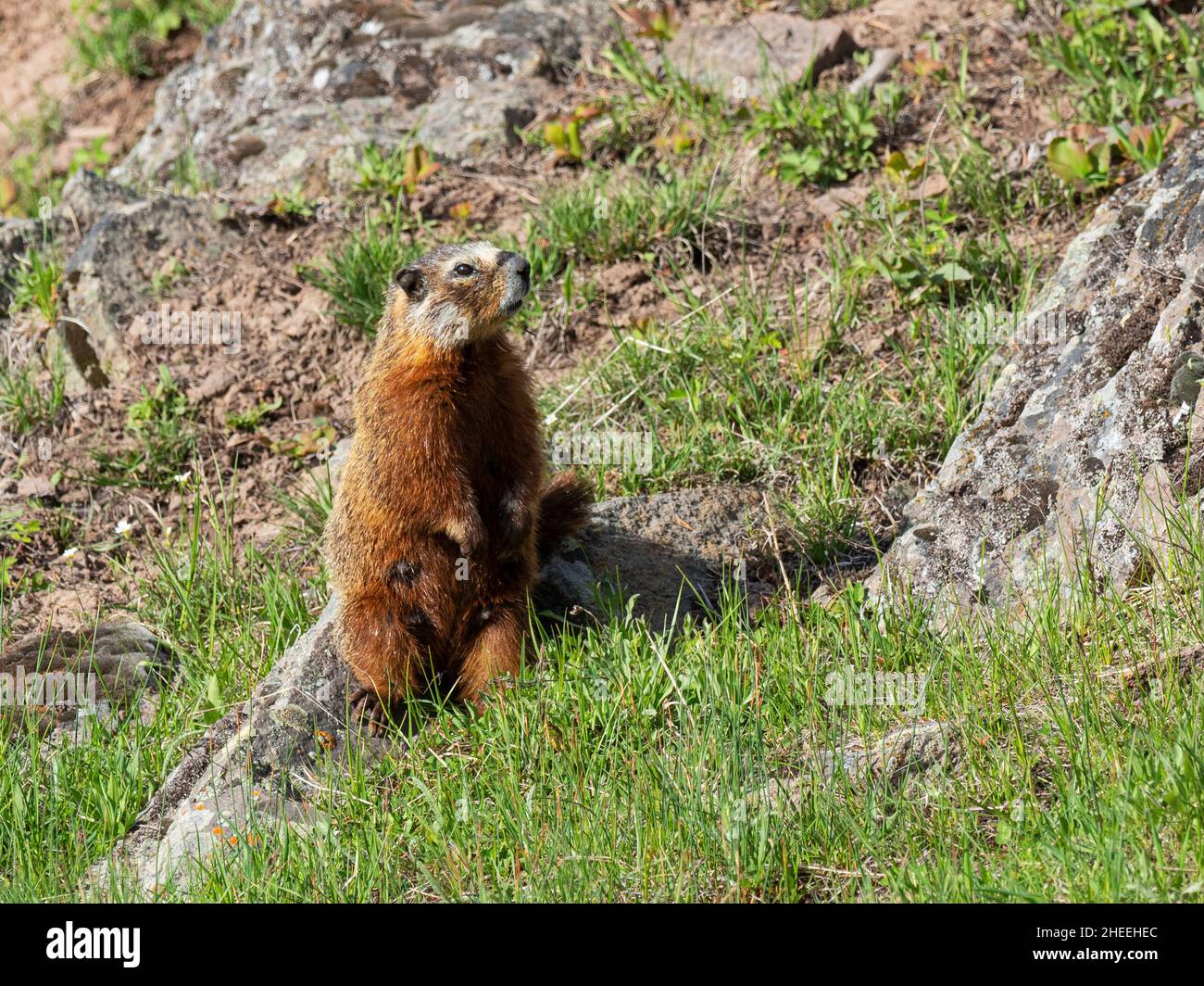 Marmota flaviventris, un marmotte adulto dalle decorazioni gialle, nel parco nazionale di Yellowstone, nel Wyoming. Foto Stock