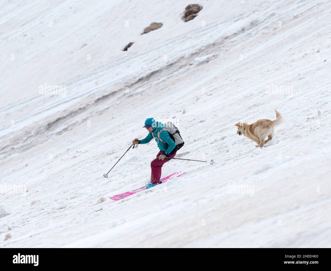 Sciatore e un cane vicino a Beartooth Pass, Wyoming. Foto Stock