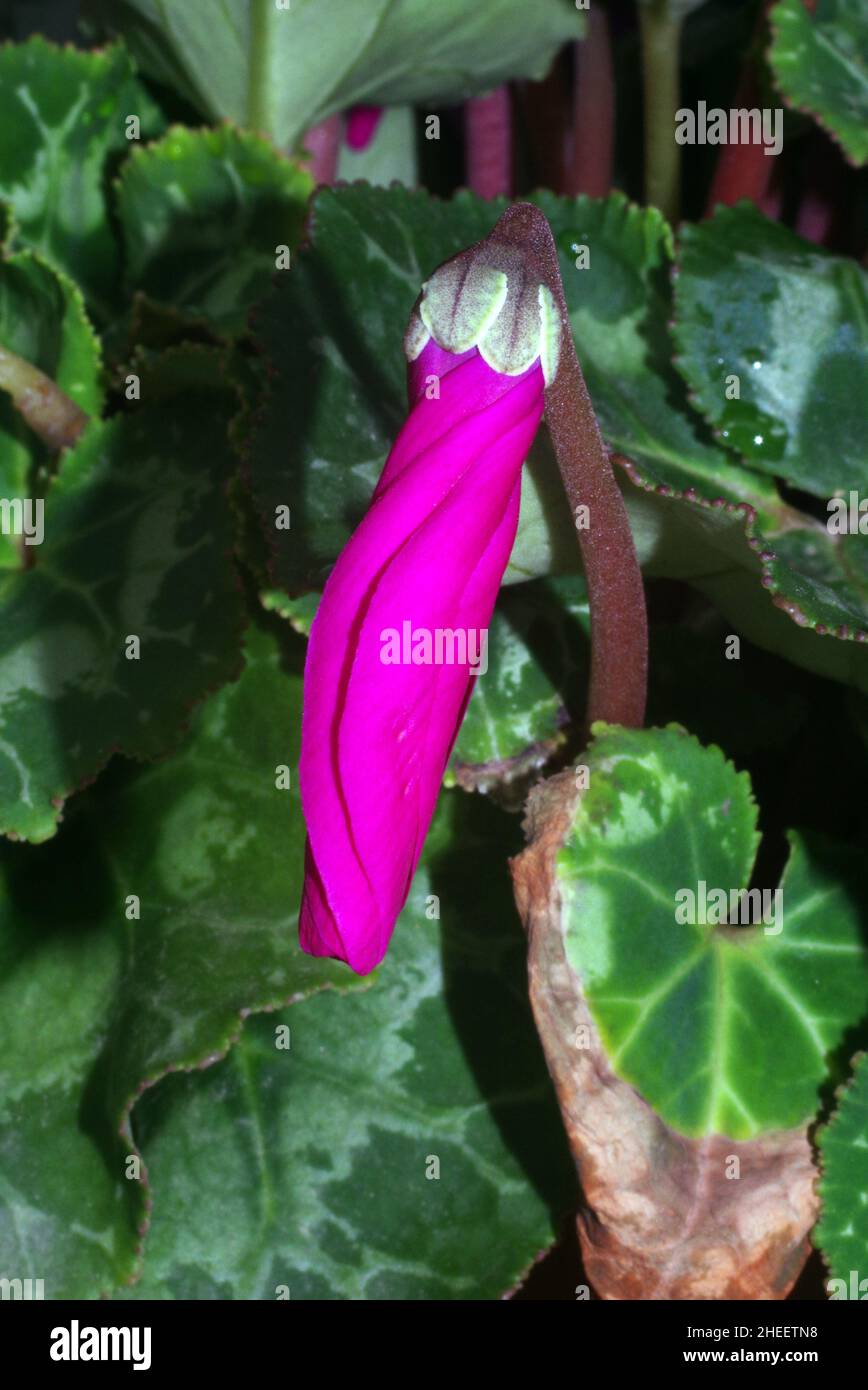 Primo piano del ciclamino repandum Foto Stock