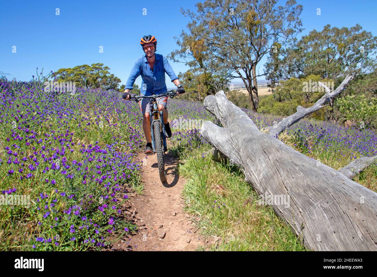 Mountain bike su Dodging Bullets a Melrose Foto Stock