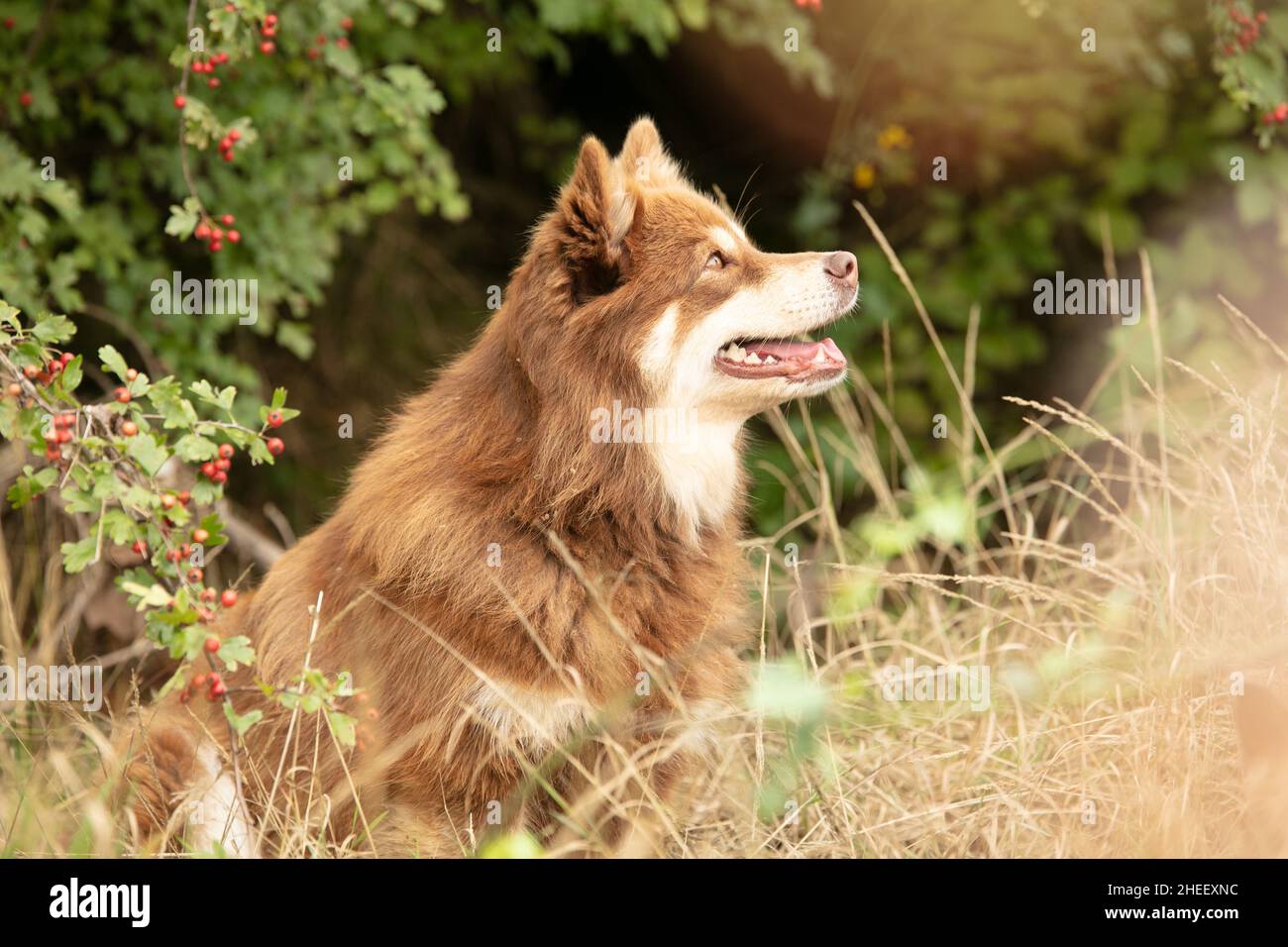 Mandante laponiano seduto libero nella natura Foto Stock