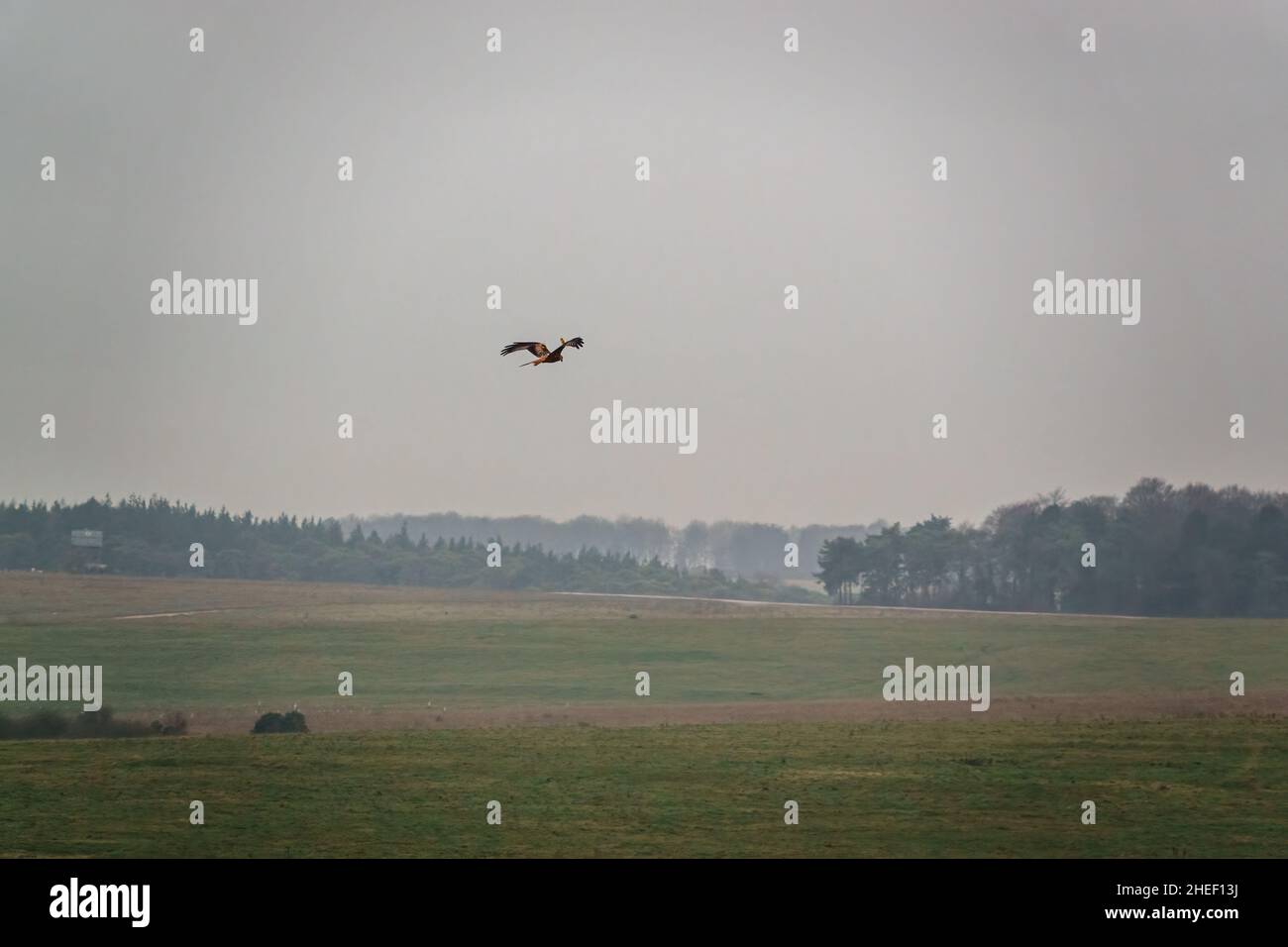 Un aquilone rosso (Milvus milvus) che vola molto basso sopra prato, Salisbury Plain UK Foto Stock