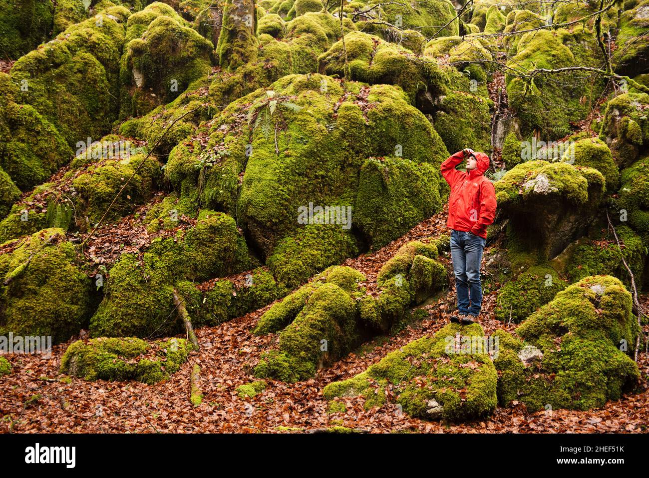 Uomo che indossa una giacca rossa in una foresta verde di muschio. Foto Stock