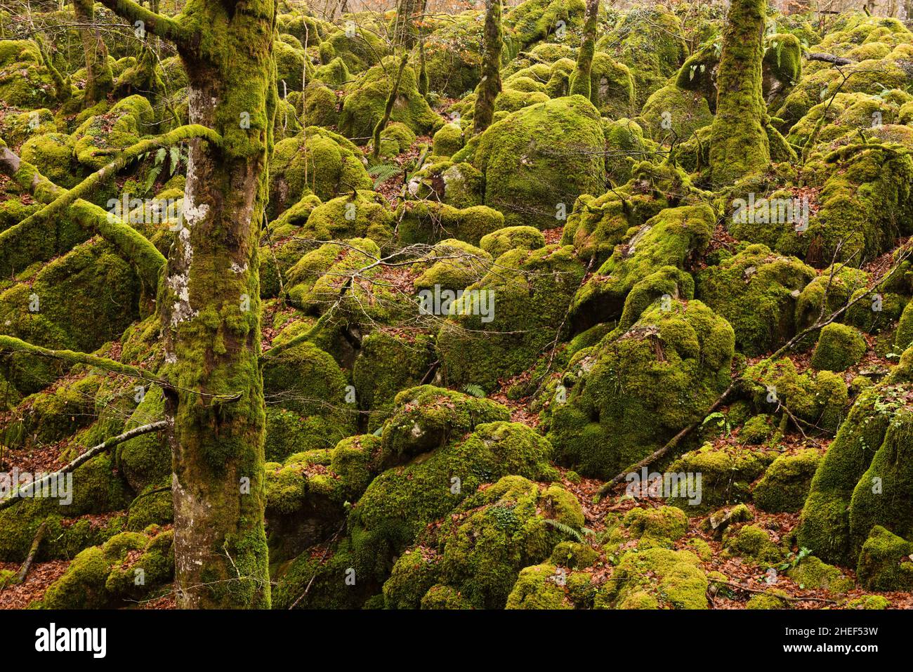 Rocce e alberi ricoperti di muschio in una foresta vergine nei Paesi Baschi, a nord della Spagna. Foto Stock