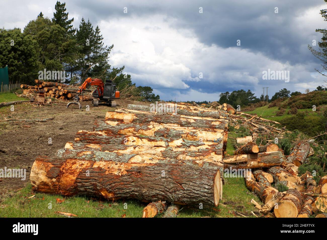 Tronchi di pino abbattuti e tagliati pronti per essere impilati su un camion di tronchi per la rimozione. Macchinari forestali pesanti usati per alberi maturi. Isola del Nord, Nuova Zelanda Foto Stock