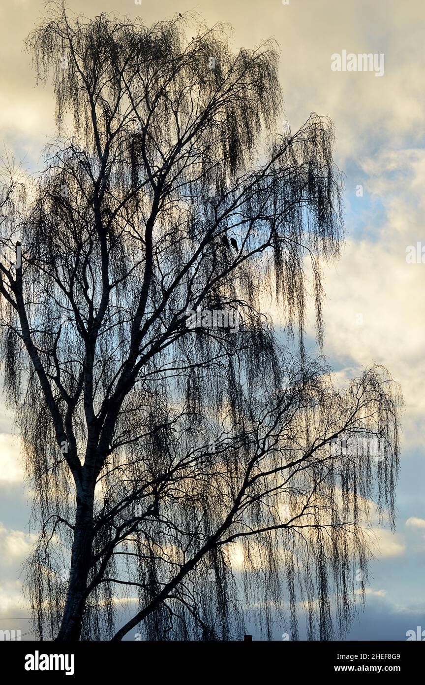 Un salice piangente (Salix babylonica) con corvi contro un cielo invernale in Inverurie Aberdeenshire, Scozia Foto Stock