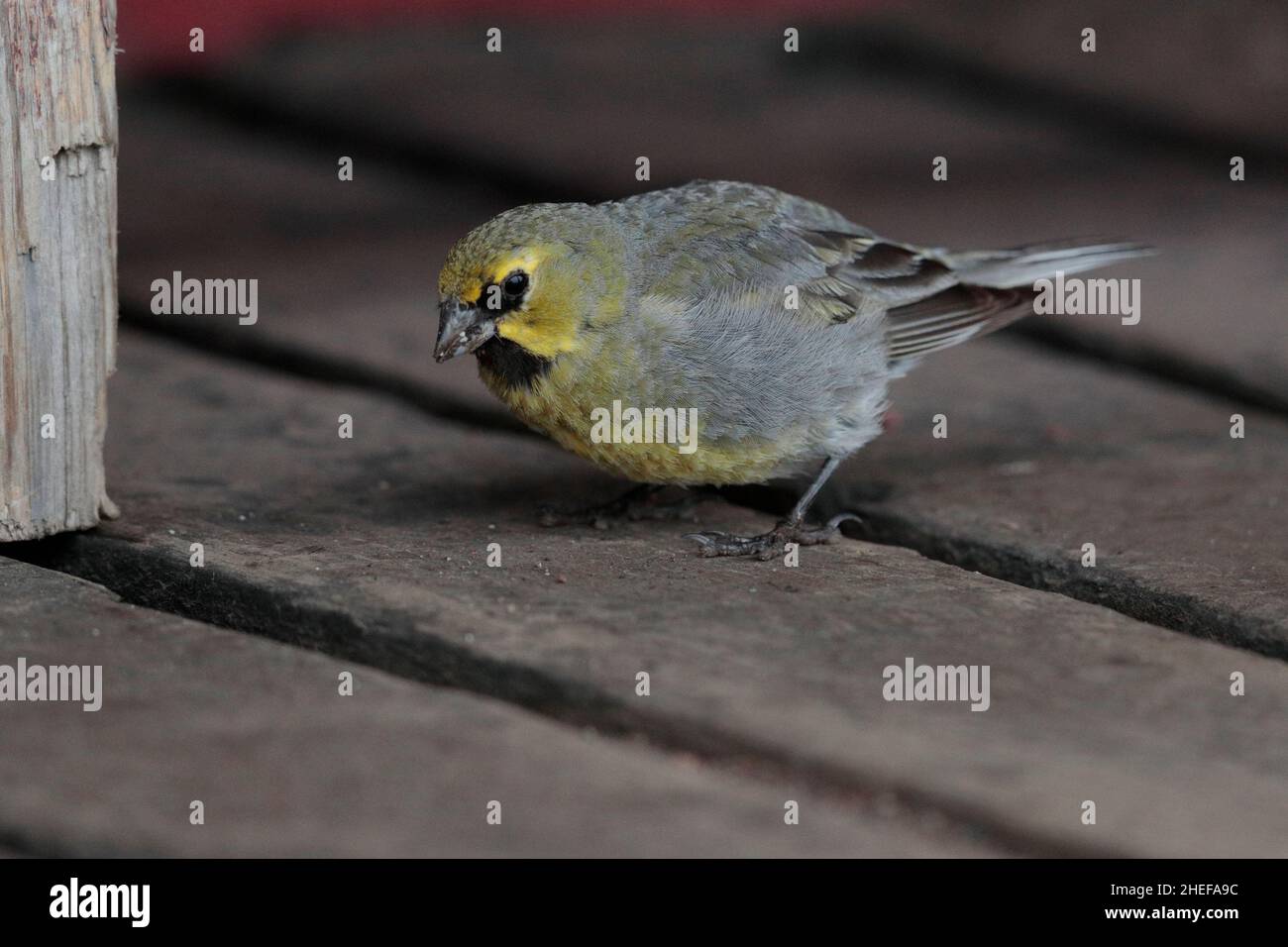 Finch (Melanodera xanthogramma), pista di risalita Volcan Osorno, vicino a Puerto Varas, Los Lagos, Cile meridionale 18th febbraio 2020 Foto Stock