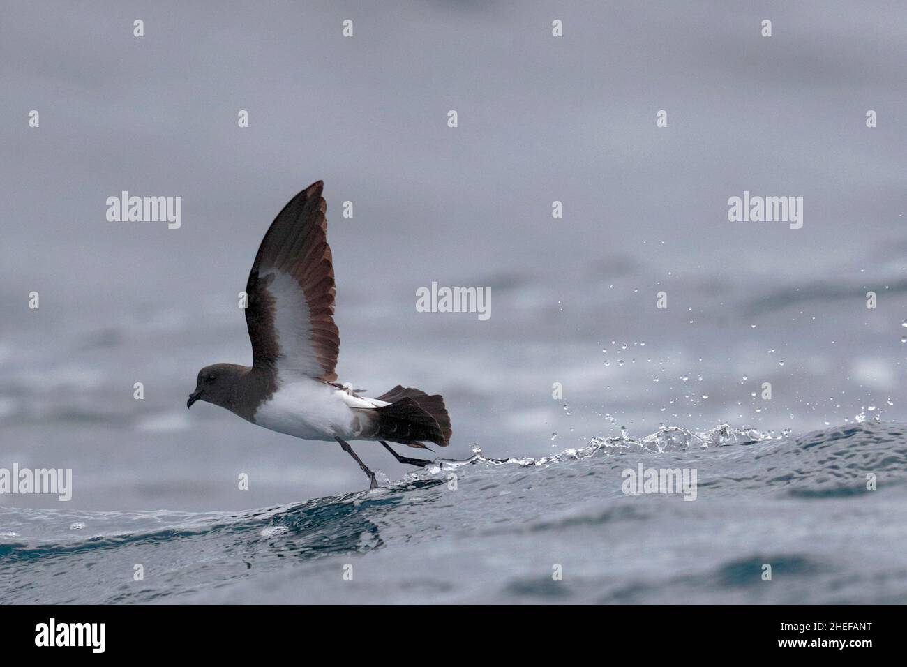 Storm-Petrel (Fregetta grallaria), gara segethi, pattinaggio su singolo uccello, Humboldt corrente vicino alle Isole Juan Fernandez, Cile 2020 marzo Foto Stock