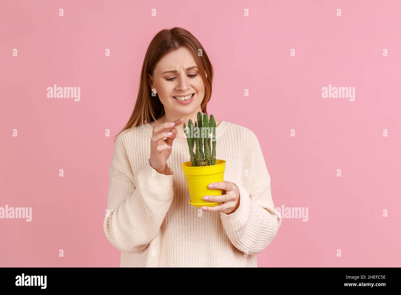 Ritratto di attraente giovane donna bionda adulta tenendo giallo vaso fiore con pungente fiore di cactus, guardando la pianta, indossando maglione bianco. Studio interno girato isolato su sfondo rosa. Foto Stock